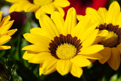 Close-up of fresh yellow flowers blooming outdoors