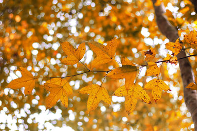 Low angle view of maple leaves on tree