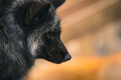 Close-up of dog looking away