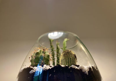 Potted plant