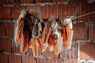 Close-up of dried drying on clothesline against wall