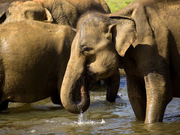 indian elephant