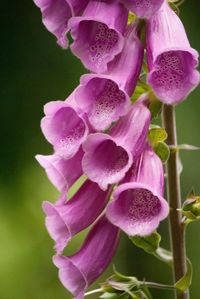 Close-up of flowers blooming outdoors