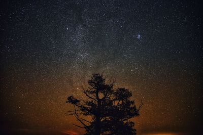 Low angle view of tree against sky at night