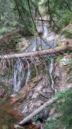 River flowing through forest