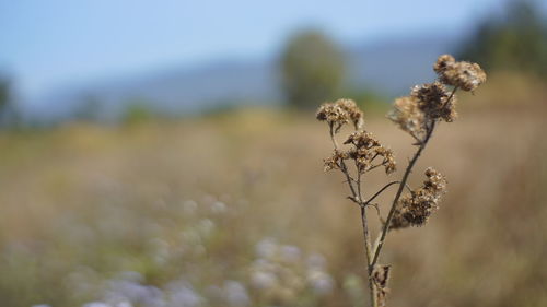 Close-up of wilted flowering plant on field