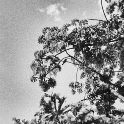 Low angle view of tree against sky