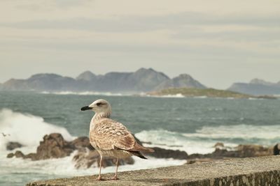 Seagull perching on rock