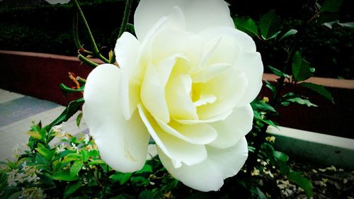 Close-up of white rose blooming outdoors