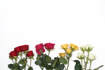 Close-up of tulips against white background