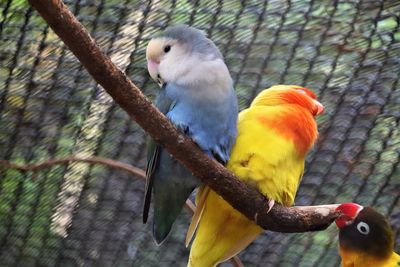 Close-up of parrot perching on branch