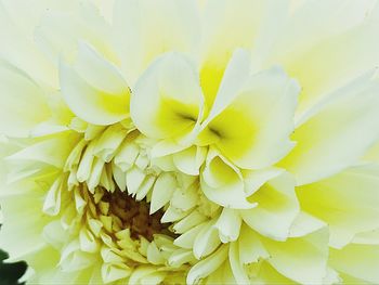 Close-up of yellow flower blooming outdoors