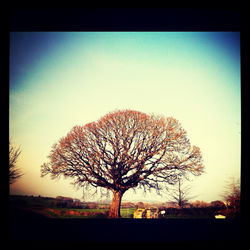 Silhouette of trees at sunset