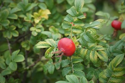 Close-up of red berries growing on tree