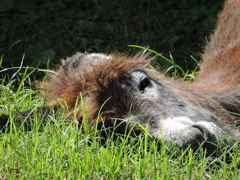 View of an animal resting on field