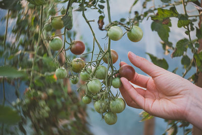 Cropped hand holding cherry tomatoes