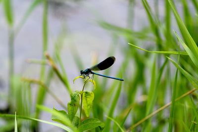 Close-up of insect on grass