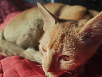 Close-up of cat at home