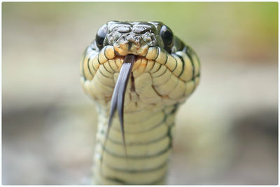 Close-up of snake