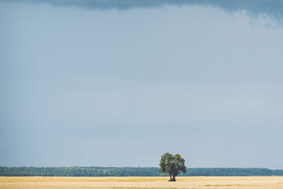 Distant view of tree on field against sky