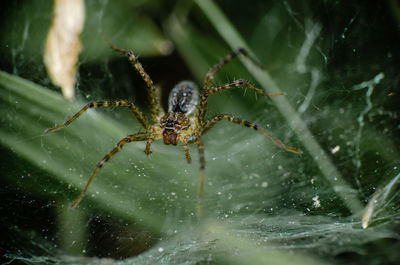 Close-up of spider on web