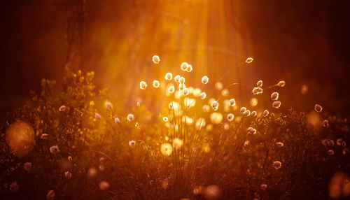 Defocused image of wet illuminated lights on field during rainy season