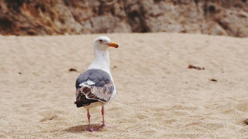 Seagull perching on sand at beach