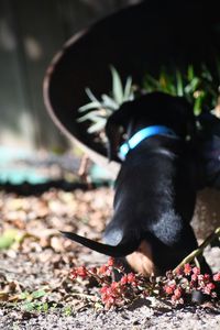 Close-up of a dog