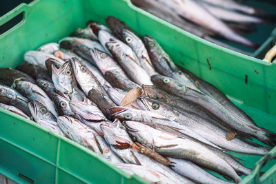 fish