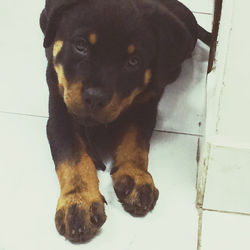 Portrait of black dog sitting on tiled floor