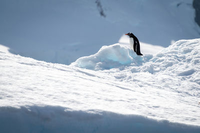 Gentoo penguin stands on snow in sunshine