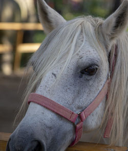 Close-up of horse in ranch