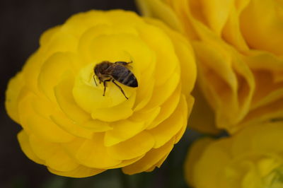 Close-up of bee on yellow flower