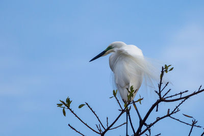 Low angle view of bird perching on tree against clear blue sky