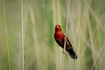 Close-up of bird perching on plant