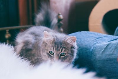 Portrait of cat with kitten