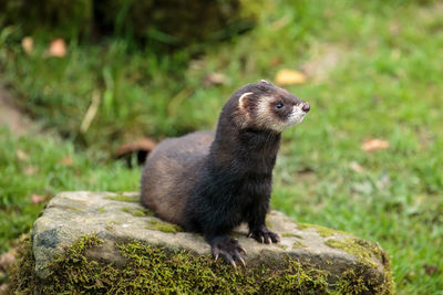 An european polecat