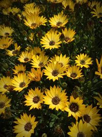 Close-up of yellow flowers