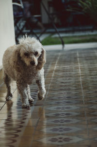 Portrait of dog standing on floor at home