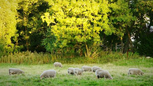 Sheep grazing on grassy field