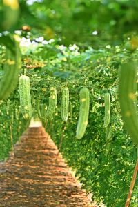 Close-up of plants growing on field