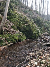 Trees growing in forest