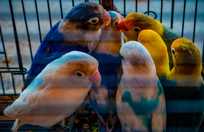 Close-up of parrot in cage