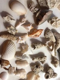 High angle view of shells
