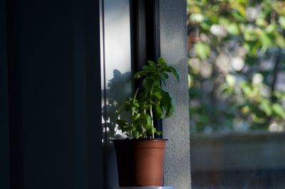 Close-up of potted plant on window sill