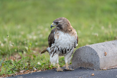 Close-up of owl perching on land