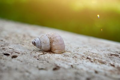 Little snail on the ground in the nature