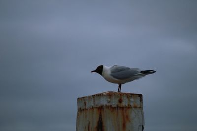 Seagull perching on wooden post