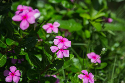 Close-up of pink flowering plant