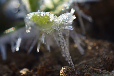 Close-up of frozen plant